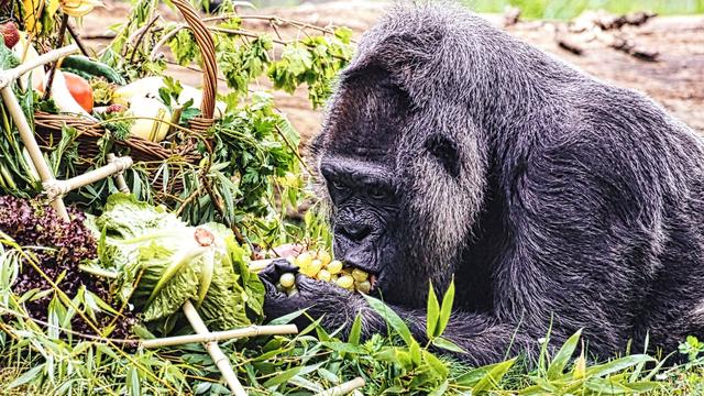 Tiere: Gorilla-Dame Fatou feiert 67. Geburtstag im Berliner Zoo
