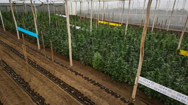 Kriminalität: Mit hohen Renditen für Cannabis-Pflanzen gelockt: Razzia ...