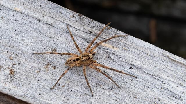 Tiere: Nosferatu-Spinne in fast ganz Deutschland verbreitet