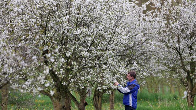 Agrar: Besonders frühe Obstbaumblüte in MV: Angst vor Frost