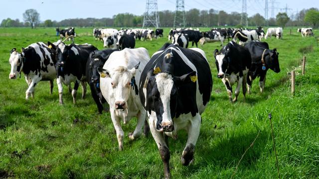 Tiere: Weidesaison mit Viehaustrieb in Ostfriesland eingeläutet