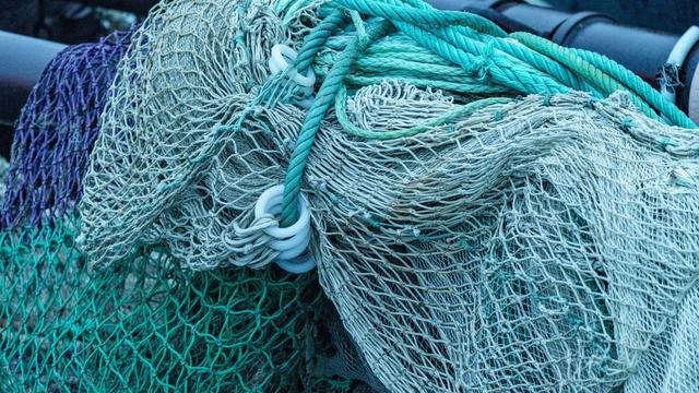 Umwelt: Fangverbote zum Schutz von Aalen in Nord- und Ostsee