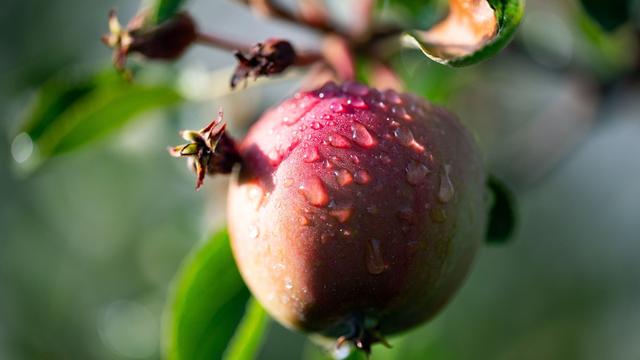 Agrar: Hamburg fährt Apfelernte von mehr als 60.000 Tonnen ein