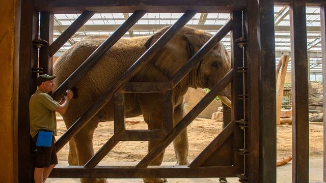 Tiere: Zoo Magdeburg: Frühestens 2027 Nachwuchs bei Elefanten