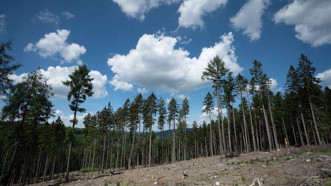 Studie: Trockene Bäume liegen in einer kahlen Stelle im Wald. Die Weltwirtschaft droht einer Studie zufolge durch Klimafolgen stark zu schrumpfen.