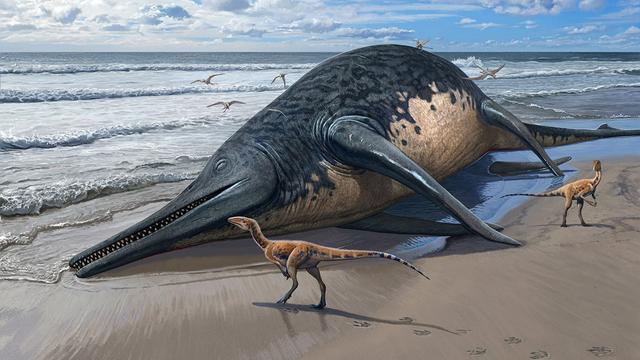 Tiere: Mehr als 25 Meter: Im Meer lebte einst ein gewaltiges Reptil