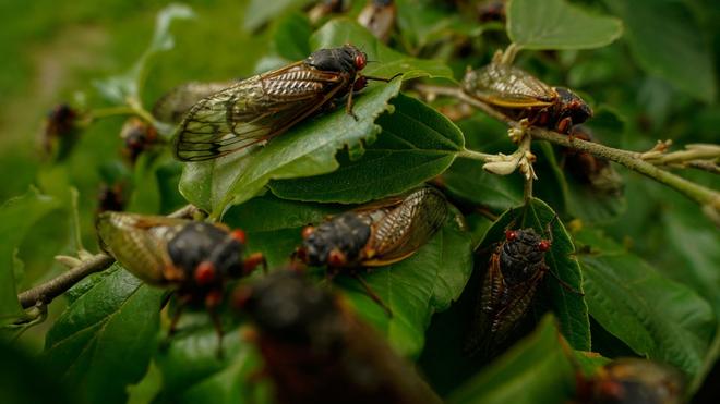 Abermilliarden Insekten: Alle paar Jahre kommt es in den USA zu einem biologischen Schauspiel: Milliarden Zikaden kriechen aus der Erde.