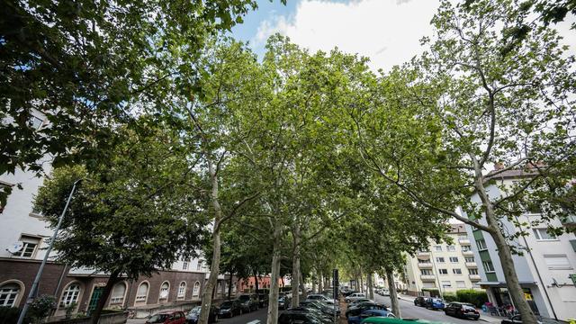Naturschutz: Beobachten für Umweltschutz: Projekt zu Stadtbäumen in Mainz