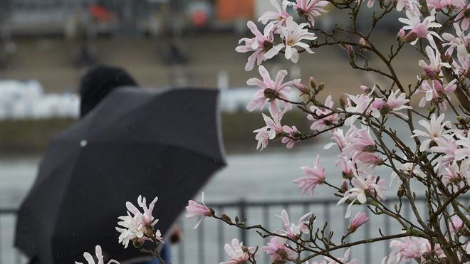 Wettervorhersage: Ein Passant mit Regenschirm geht am Moselufer an einem blühenden Baum vorbei.