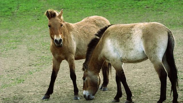 Tiere: Zoos aus Prag und Berlin wildern Przewalski-Pferde aus