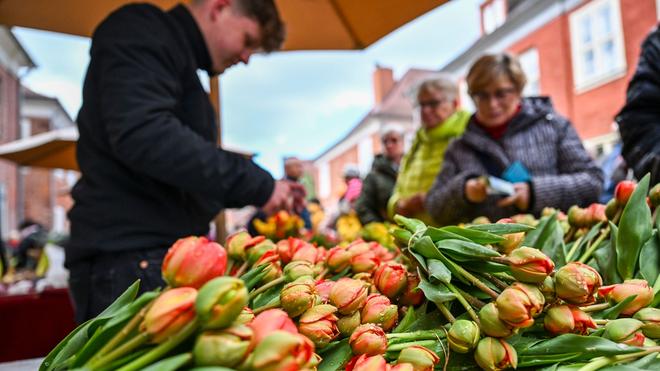 Freizeit: Bunte Tulpensträuße werden beim Tulpenfest im Holländischen Viertel verkauft.