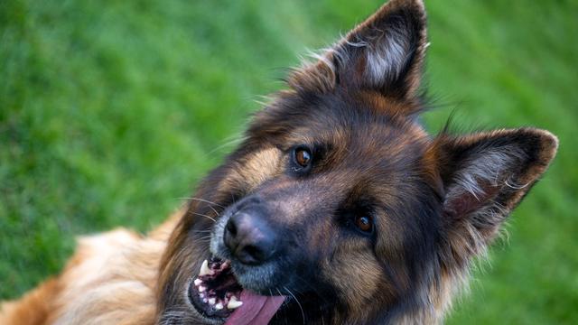 Tiere: Heiß geliebt und umstritten - Der deutsche Schäferhund 