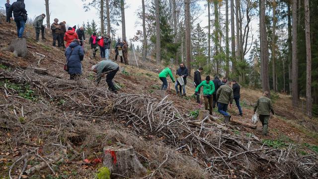 Natur: Wiederaufforstung in Sachsen: 700.000 Bäume neu gepflanzt