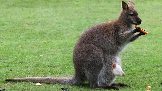 Tiere: Erneut schneeweißer Känguru-Nachwuchs im Vogelpark Marlow