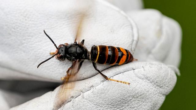 Insekten: Meldestelle im Kampf gegen Asiatische Hornisse eingerichtet