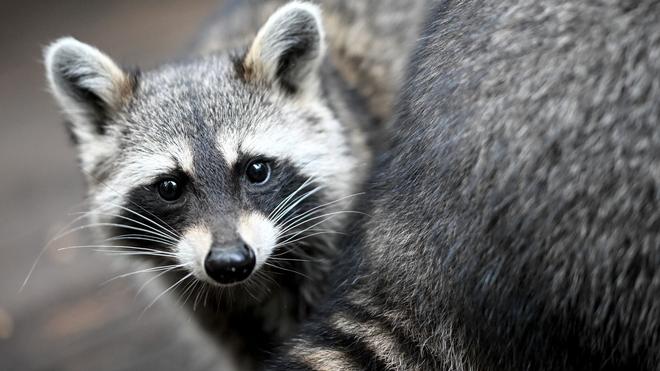 Rettungsmission: Ein Waschbär sitzt in einem Gehege.