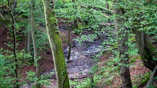 Statistisches Landesamt: Auf einem Viertel der Fläche von NRW wächst Wald