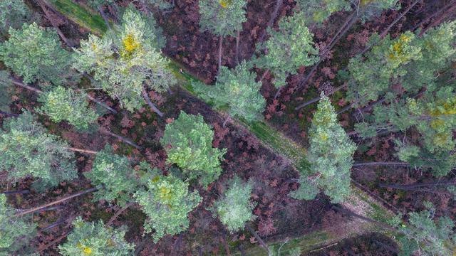 Forstwirtschaft: Bayern fordert Ausnahmeregelung für EU-Entwaldungsverordnung