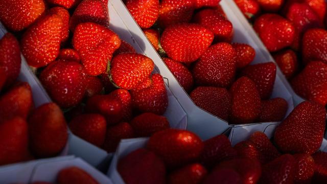 Agrar: Erdbeersaison 2024 eröffnet: Anbau in 350 Betrieben in NRW