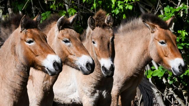 Tiere: Przewalski-Pferde aus Berlin fliegen nach Kasachstan