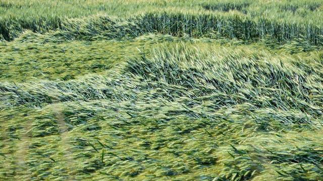 Agrar: Erntejahr 2023 war in Niedersachsen zu nass und zu warm