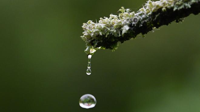 Wetter: Ein Regentropfen fällt von einer Pflanze.