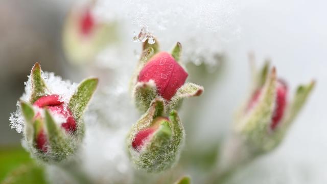 Wetter: Niedrige Temperaturen: Obstbauern müssen noch zittern