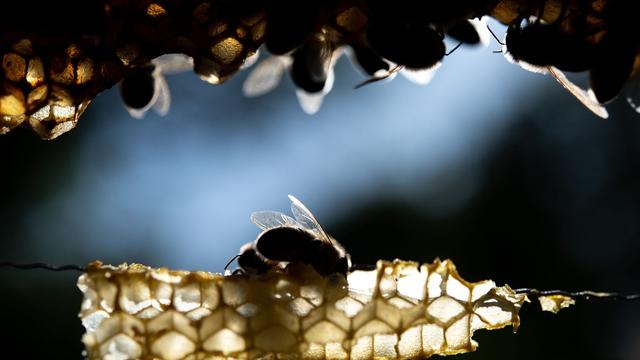Tiere: Bienenseuche auch in Rosenheim festgestellt