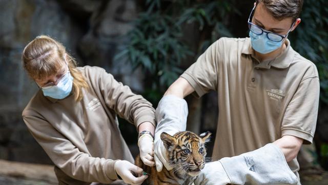 Tiere: Tiger-Zwillinge im Tierpark Berlin das erste Mal untersucht