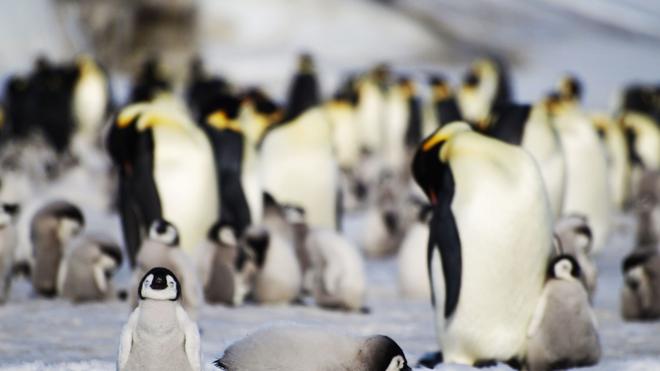 Tiere: Junge und ausgewachsene Kaiserpinguine einer Kolonie in der Antarktis.