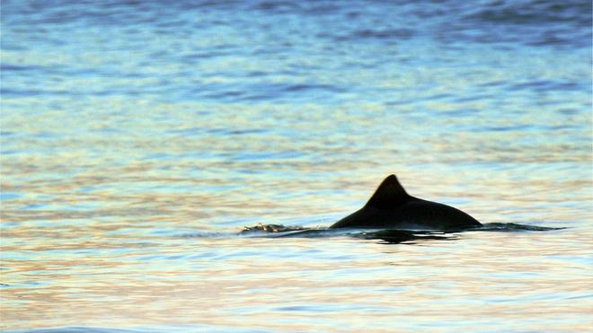 Natur: Ein kurz auftauchender Schweinswal ist in Strandnähe vor Westerland auf der Nordseeinsel Sylt zu sehen.