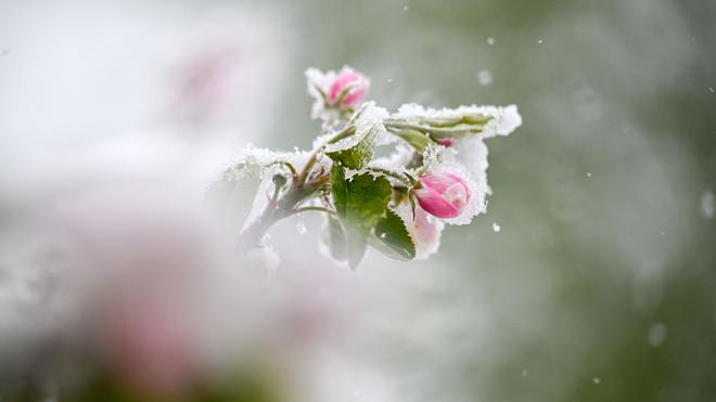 Landwirtschaft: Schnee liegt auf den Blüten eines Apfelbaums.