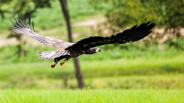 Tiere: Es gibt wieder mehr Seeadler in Sachsen
