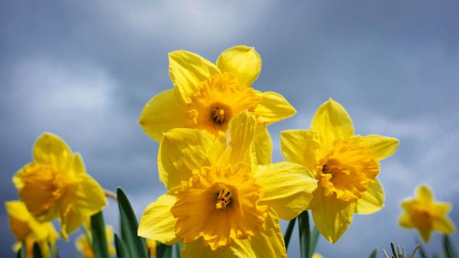 Wetter: Osterglocken (Narcissus pseudonarcissus).