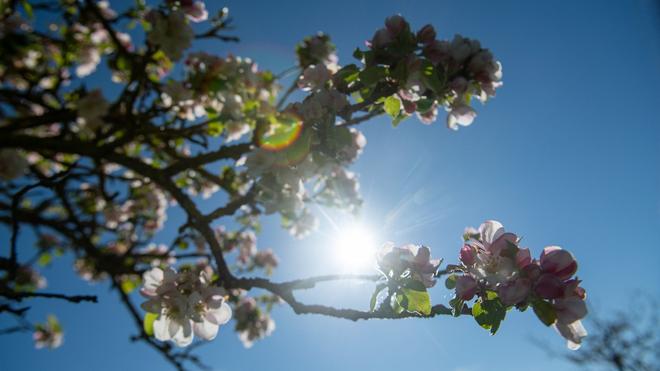 Wettervorhersage: Die Sonne kommt vor blauem Himmel hinter Apfelblüten hervor.