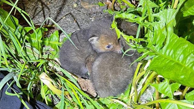 Tiere: Polizei rettet verwaiste Fuchsbabys