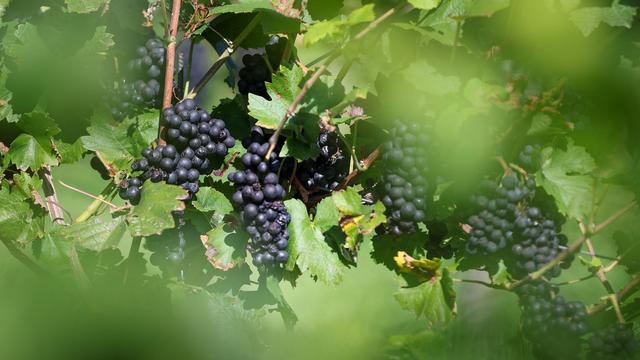 Frostschäden: Weinbauverband: «Totalausfall» bei frühen Trieben