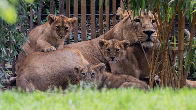 Tiere: Löwenbabys des Kölner Zoos erstmals im Außenbereich zu sehen