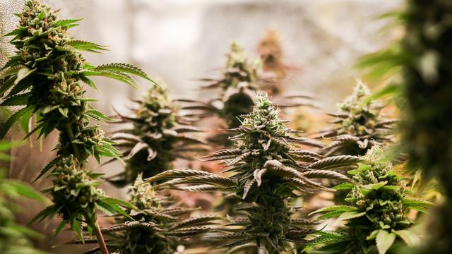 Rauschmittel: Polizei findet hunderte Cannabis-Pflanzen bei Durchsuchungen
