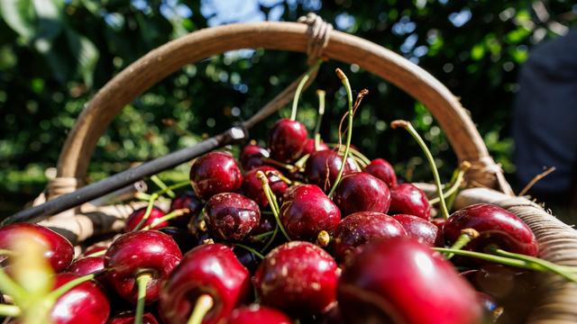 Obstbauern : Schlechte Kirschenernte in Bayern