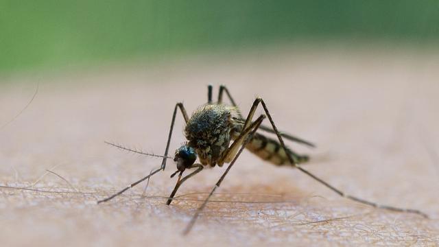 Insekten: Experte: Mücken haben in Thüringen 2024 gute Voraussetzungen