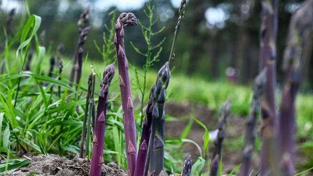 Agrar: Neben Weiß und Grün: Jetzt wird violetter Spargel geerntet