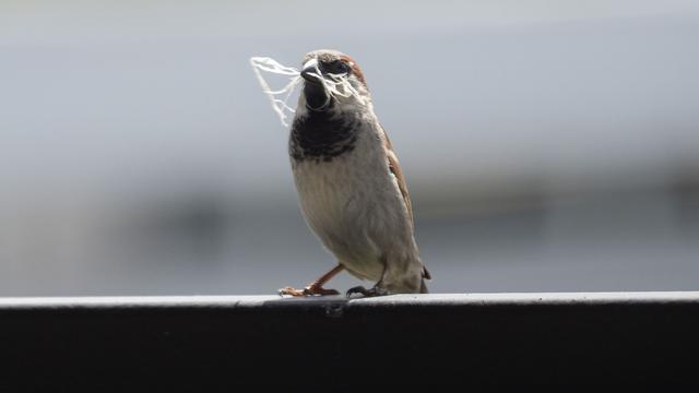 Naturschutz: «Stunde der Gartenvögel» - Große Vogelzählung in Deutschland