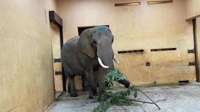 Zoo: Elefantenkuh Sweni in Magdeburg angekommen