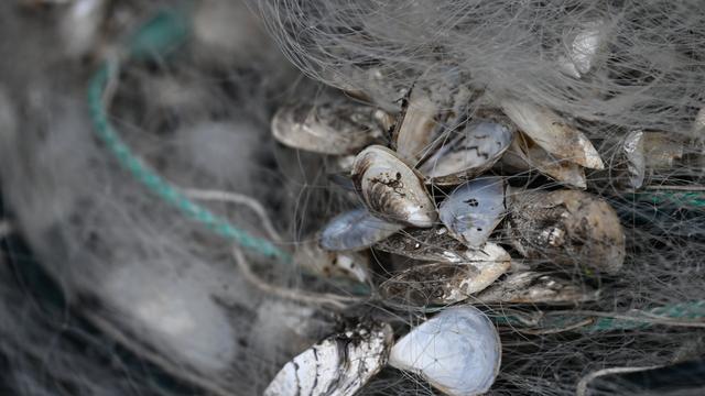 Umwelt: Quagga-Muscheln haben sich in der Mosel stark ausgebreitet