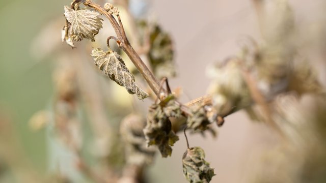 Agrar: Verband geht von Millionenverlust auf Obstflächen aus