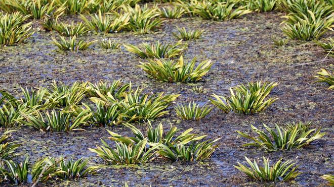 Notfälle: Pflanzen bedecken einen Wasserlauf im Grenztalmoor zwischen Bad Sülze und Tribsees.