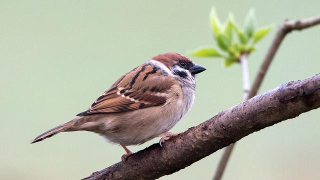 Naturschutz : Nabu ruft Thüringer zum Vogelzählen auf