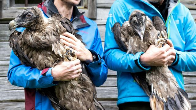Nationalpark Berchtesgaden: Bartgeier bekommen Zuwachs aus Finnland und Österreich