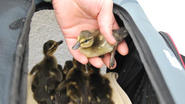 Tiere: Umzugshilfe für Großstadt-Enten und ihre Küken